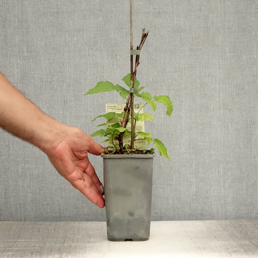 Exemplaar van Framboos Glen Ample BIO Pot van 1 l/1,5 l, Pol zoals geleverd in de zomer
