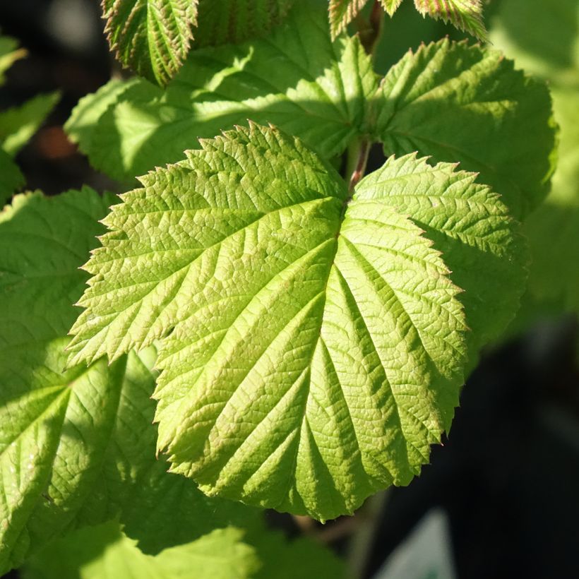 Framboos Glen Ample BIO (Blad)