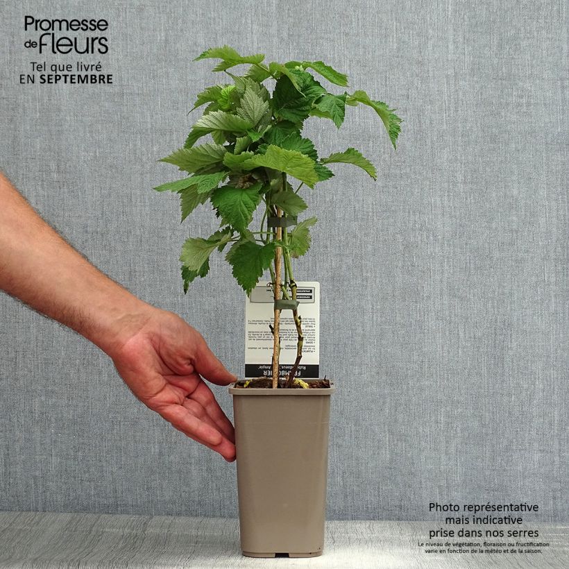 Exemplaar van Doornloze framboos Glen Ample Pot van 1,5 l/2 l, Pol zoals geleverd in de zomer