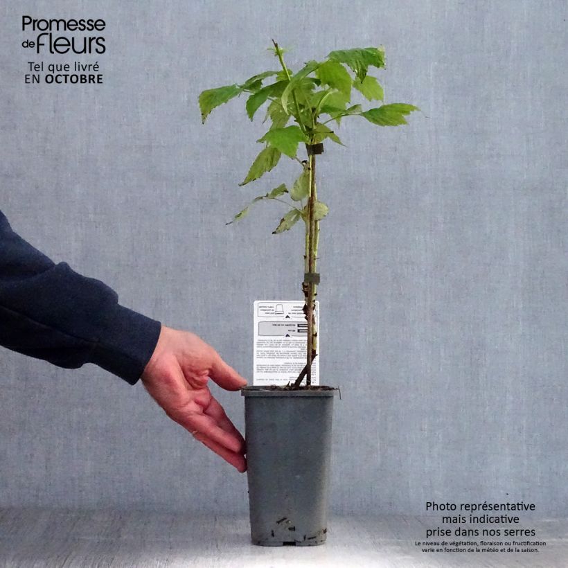 Exemplaar van Framboos Golden Everest BIO Pot van 1,5 l/2 l, Pol zoals geleverd in de herfst