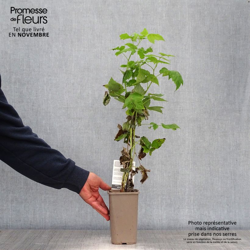 Exemplaar van Framboos Golden Everest  (doordragend) Pot van 1,5 l/2 l, Pol zoals geleverd in de herfst