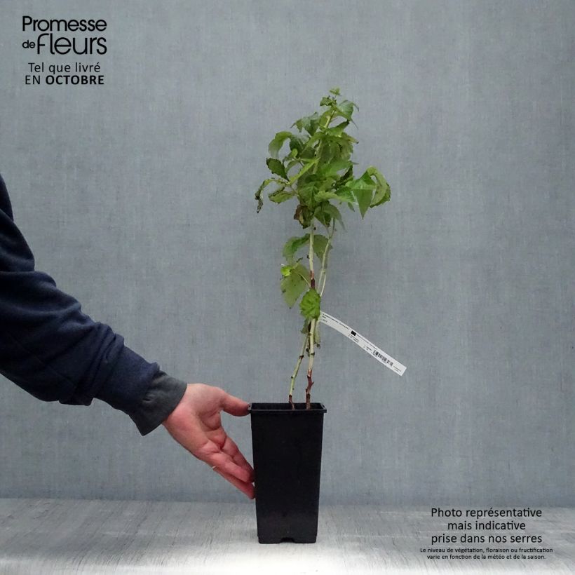 Exemplaar van Dwergframboos Lowberry Goodasgold Pot van 1,5 l/2 l, Pol zoals geleverd in de herfst