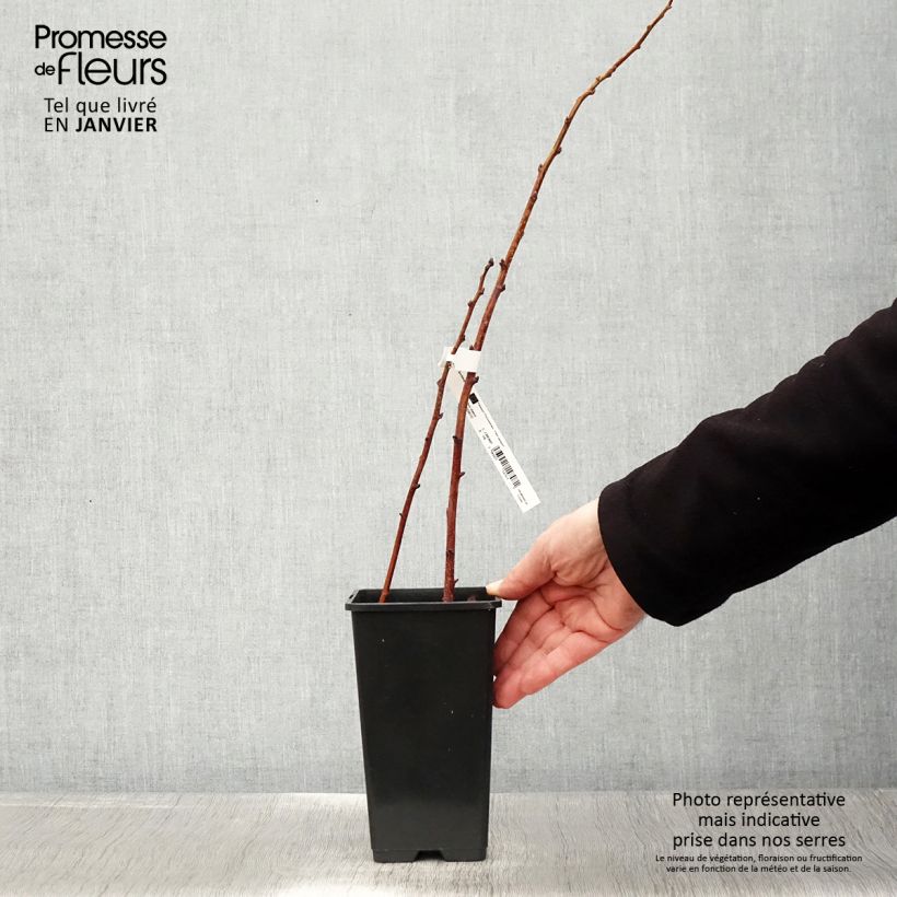 Exemplaar van Framboisier nain Lowberry Goodasgold - Rubus idaeus Pot van 1,5 l/2 l, Pol zoals geleverd in de winter