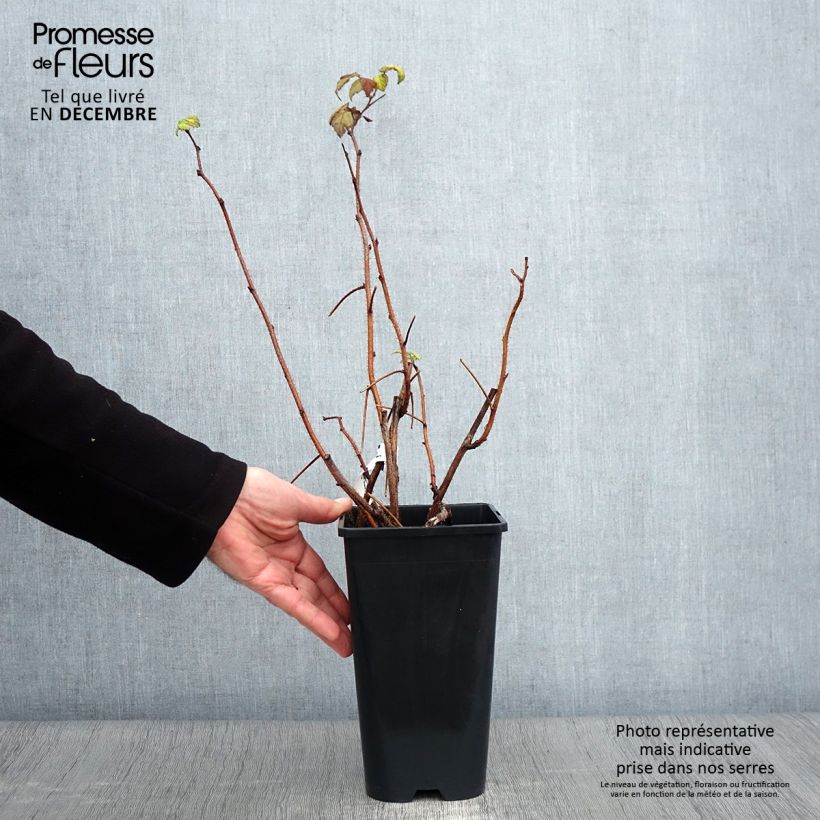 Exemplaar van Framboos Groovy Pot van 12 cm / 13 cm, Pol zoals geleverd in de herfst