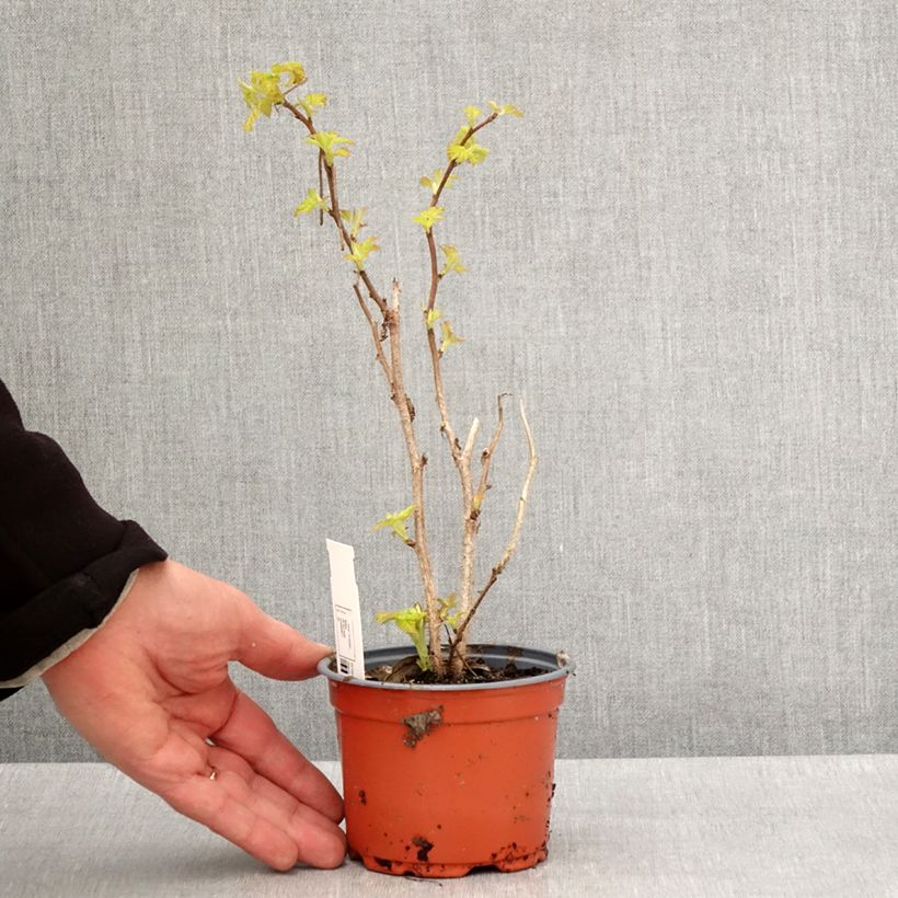 Exemplaar van Framboos Groovy Pot van 12 cm / 13 cm, Pol zoals geleverd in de lente