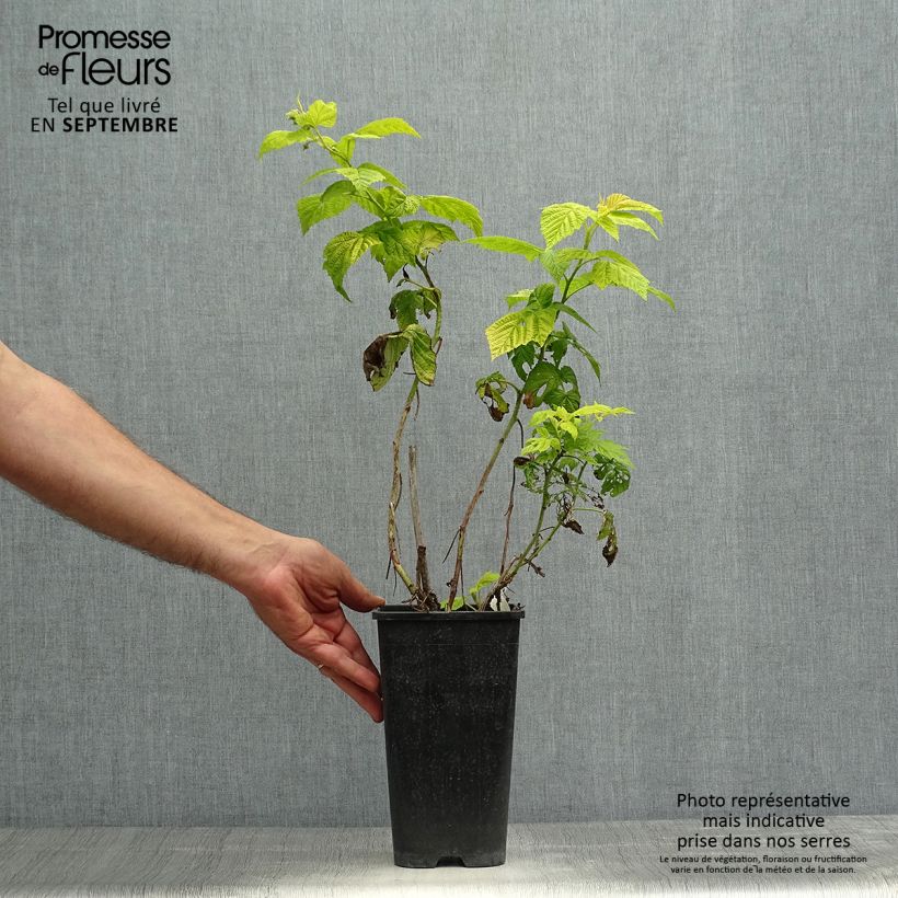 Exemplaar van Framboos Groovy Pot van 2 l/3 l, Pol zoals geleverd in de herfst