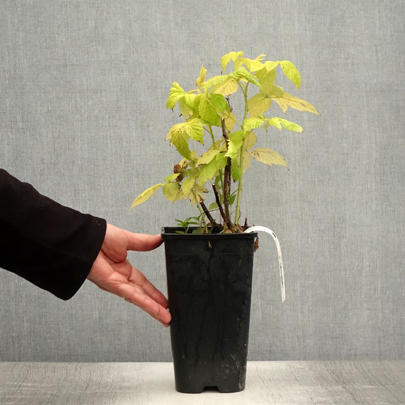 Exemplaar van Framboos Groovy Pot van 2 l/3 l, Pol zoals geleverd in de zomer