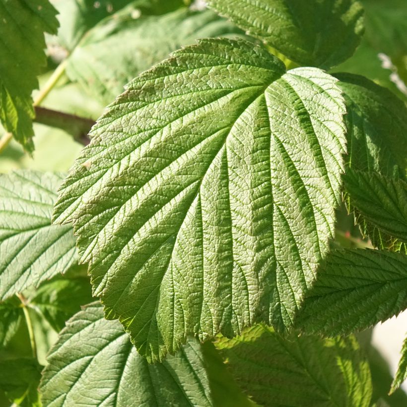 Framboos Heritage BIO (doordragend) (Blad)