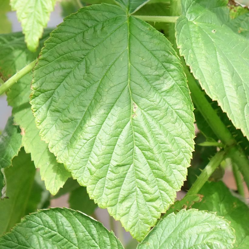 Framboos Heritage  (doordragend) (Blad)