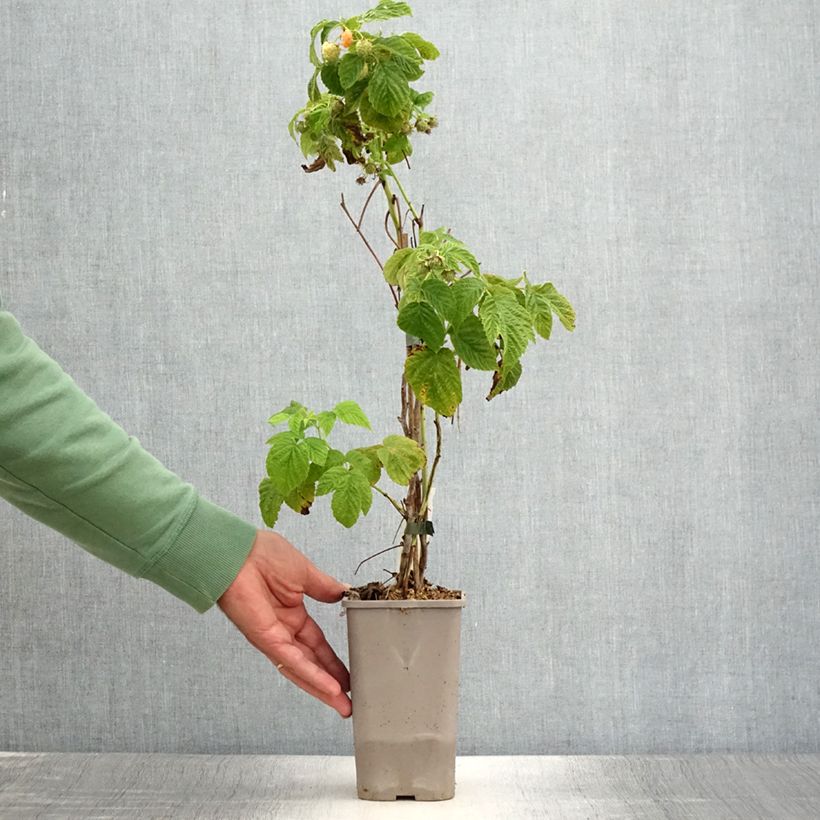 Exemplaar van Dwergframboos Lowberry Little Orangelina Pot van 1,5 l/2 l zoals geleverd in de zomer