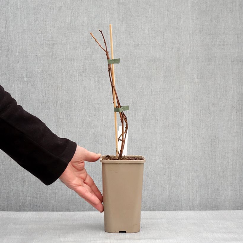 Exemplaar van Dwergframboos Lowberry Little Orangelina Pot van 1,5 l/2 l zoals geleverd in de winter