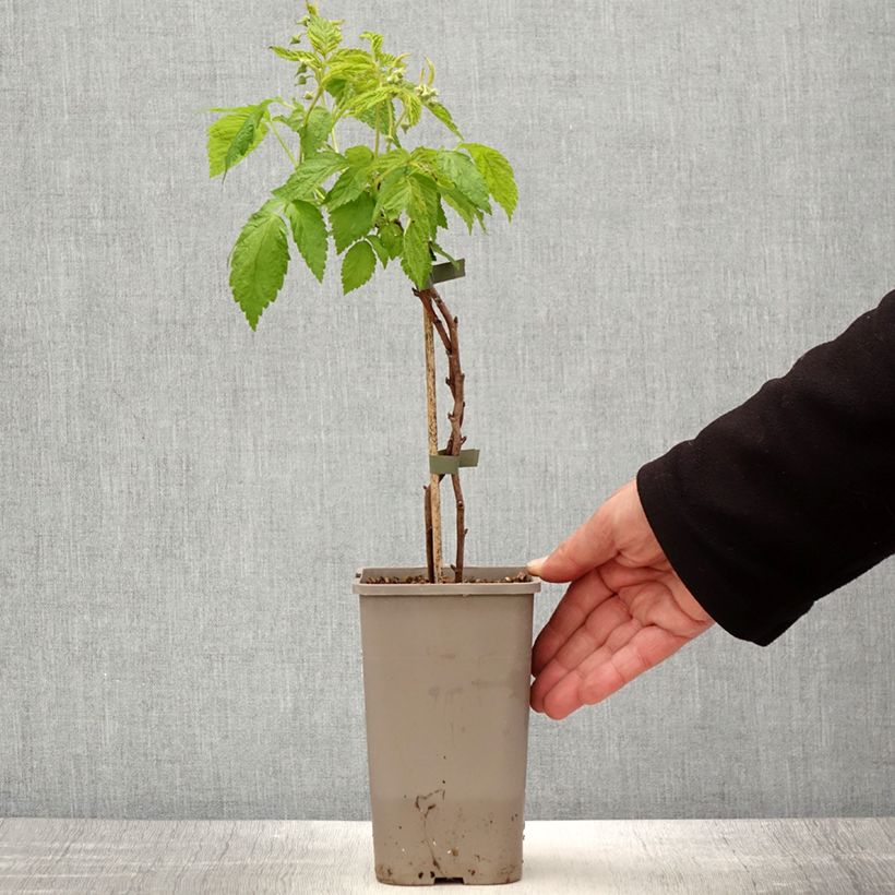 Exemplaar van Dwergframboos Lowberry Little Orangelina Pot van 1,5 l/2 l zoals geleverd in de lente