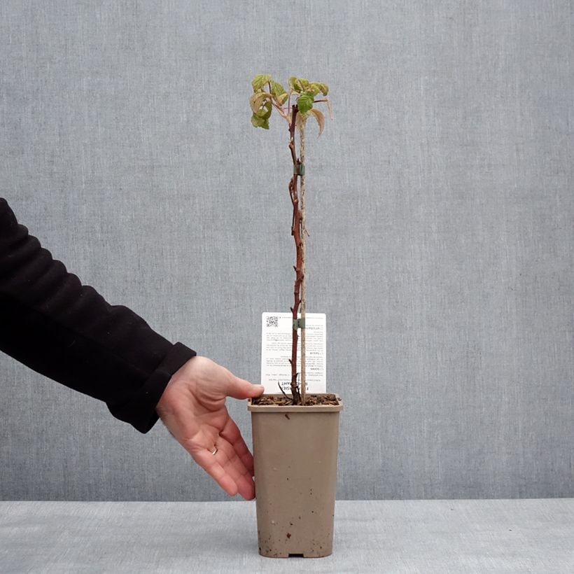 Exemplaar van Framboisier Mademoiselle Françoise (remontant) Pot van 1,5 l/2 l, Pol zoals geleverd in de winter