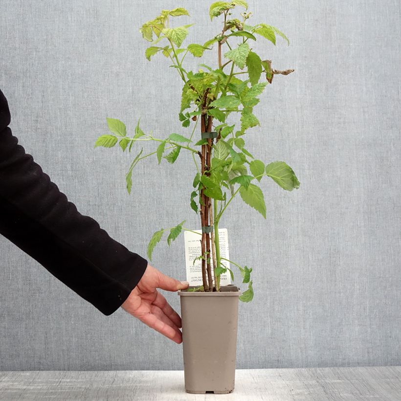 Exemplaar van Framboos Mademoiselle Françoise  (doordragend) Pot van 1,5 l/2 l, Pol zoals geleverd in de lente