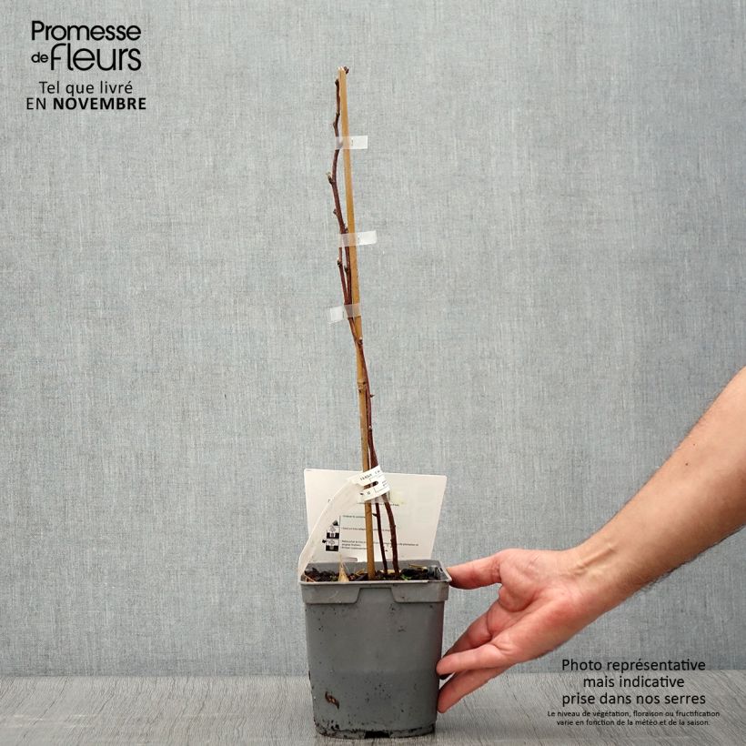 Exemplaar van Framboos Magnific Delbard Georges Delbard Pot van 2 l/3 l, Pol zoals geleverd in de herfst