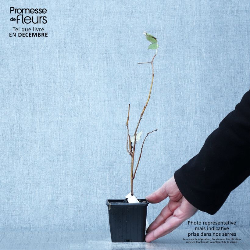 Exemplaar van Framboos Malling Promise Kweekpotje van 8/9 cm zoals geleverd in de herfst