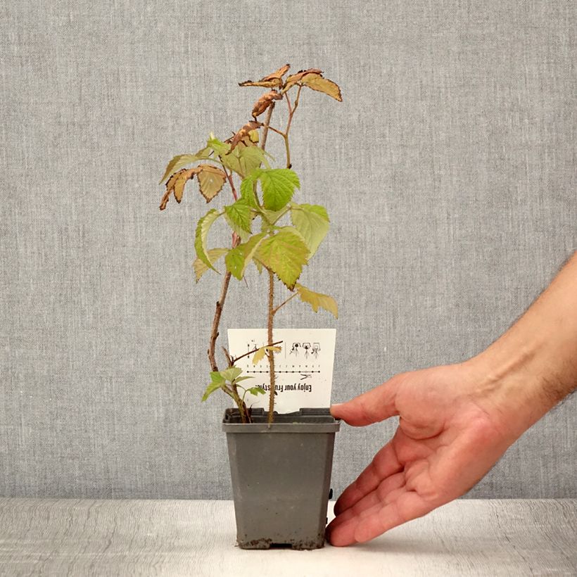 Exemplaar van Framboos Malling Promise Kweekpotje van 8/9 cm zoals geleverd in de zomer