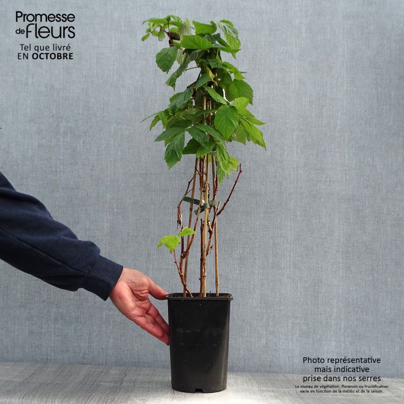 Exemplaar van Framboos Malling Promise Pot van 1,5 l/2 l zoals geleverd in de herfst