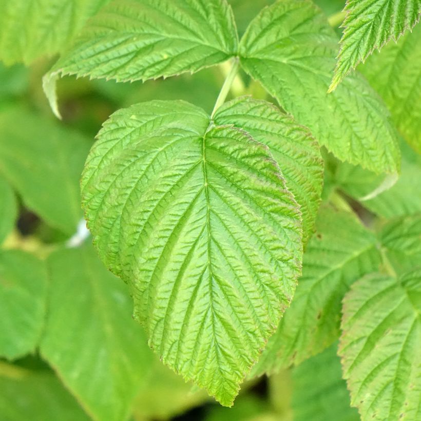 Framboos Marastar BIO (Blad)