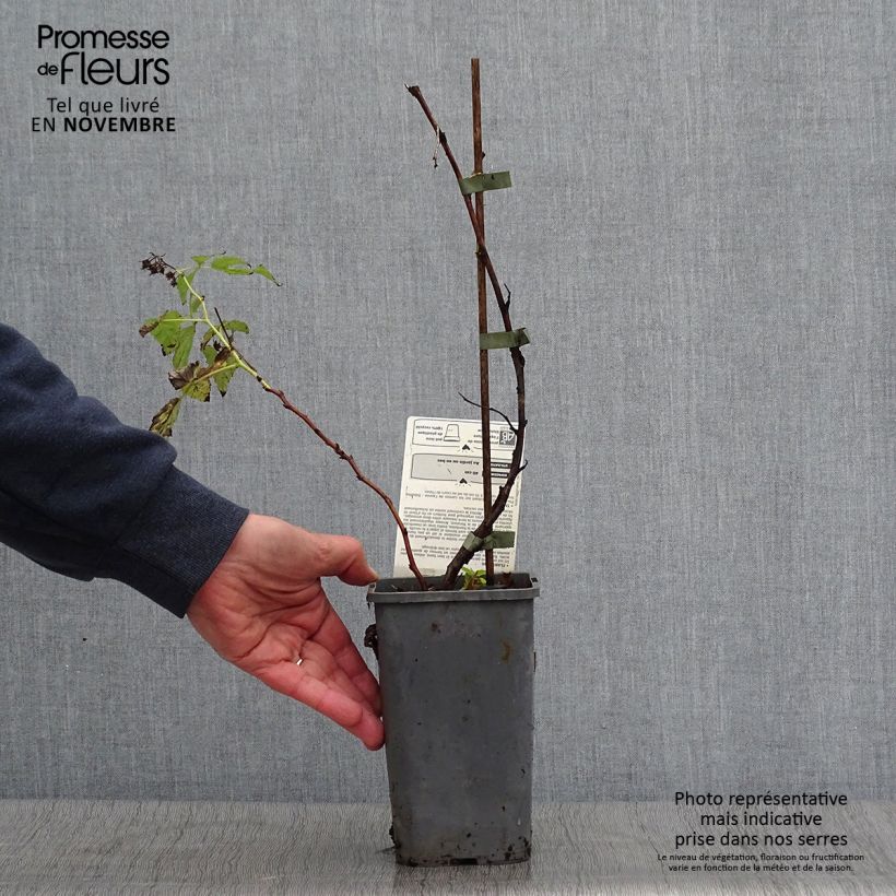 Exemplaar van Dwergframboos Little Sweet Sister BIO Pot van 1,5 l/2 l, Pol zoals geleverd in de herfst