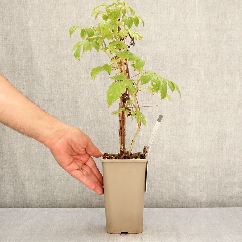 Exemplaar van Dwergframboos Little Sweet Sister Pot van 1,5 l/2 l, Pol zoals geleverd in de zomer