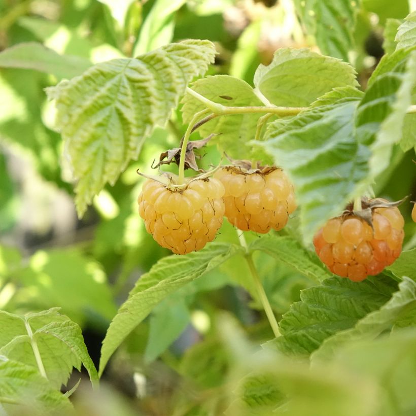 Dwergframboos Lowberry Little Orangelina (Oogst)