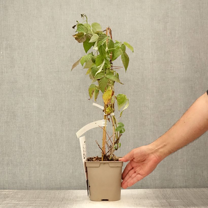 Exemplaar van Framboos Autumn Belle (doordragend) Pot van 2 l/3 l zoals geleverd in de zomer