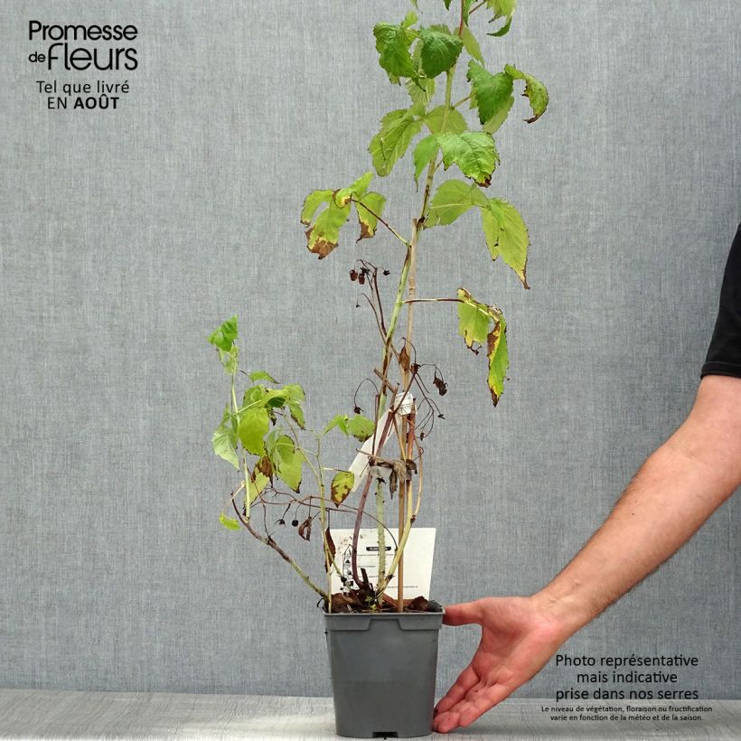 Exemplaar van Dwergframboos Bella Aromatica (doordragend) Pot van 2 l/3 l zoals geleverd in de zomer