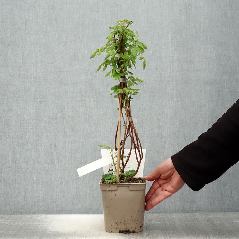 Exemplaar van Dwergframboos Bella Aromatica (doordragend) Pot van 2 l/3 l zoals geleverd in de lente