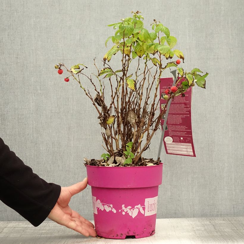 Exemplaar van Framboisier nain remontant Lucky Berry - Rubus idaeus Pot de 4L/5L, Touffe zoals geleverd in de herfst