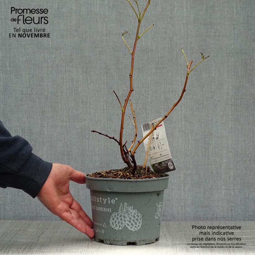 Exemplaar van Dwergframboos Ruby Beauty Pot van 1,5 l/2 l, Pol zoals geleverd in de herfst