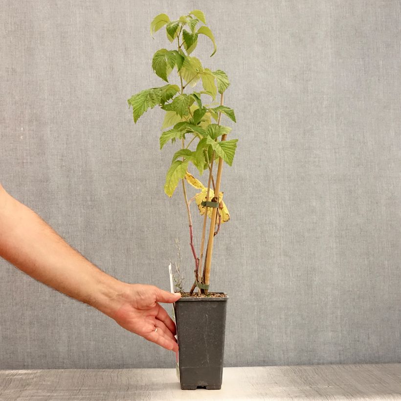 Exemplaar van Dwergframboos Ruby Beauty Pot van 1,5 l/2 l, Pol zoals geleverd in de zomer