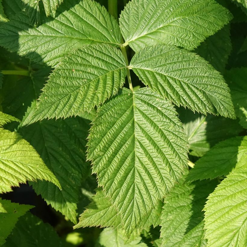 Framboos Parijs BIO (doordragend) (Blad)