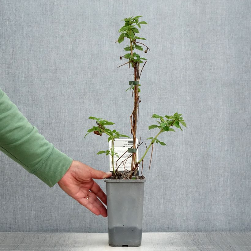 Exemplaar van Herfstframboos Primeberry Autumn Happy Pot van 1,5 l/2 l zoals geleverd in de zomer