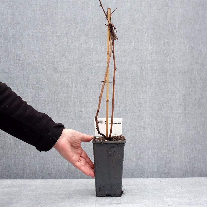 Exemplaar van Herfstframboos Primeberry Autumn Happy Pot van 1,5 l/2 l zoals geleverd in de winter