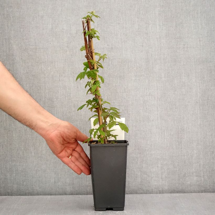 Exemplaar van Herfstframboos Primeberry Autumn Happy Pot van 1,5 l/2 l zoals geleverd in de lente