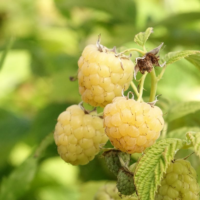 Herfstframboos Primeberry Autumn Sun (Oogst)