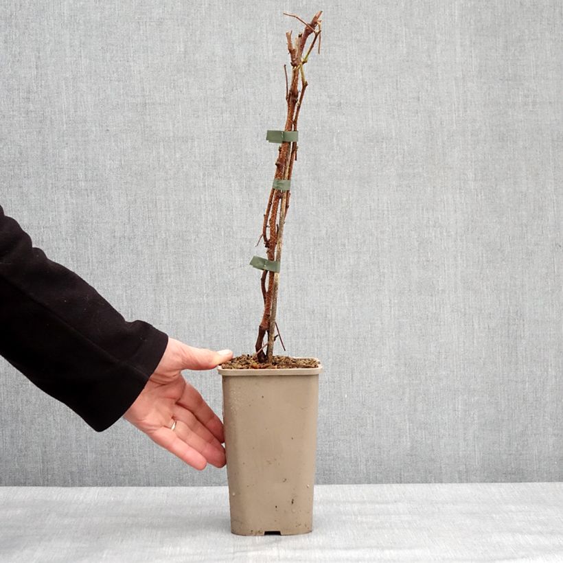 Exemplaar van Framboisier Primeberry Autumn Sun - Rubus idaeus Pot van 1,5 l/2 l, Pol zoals geleverd in de winter