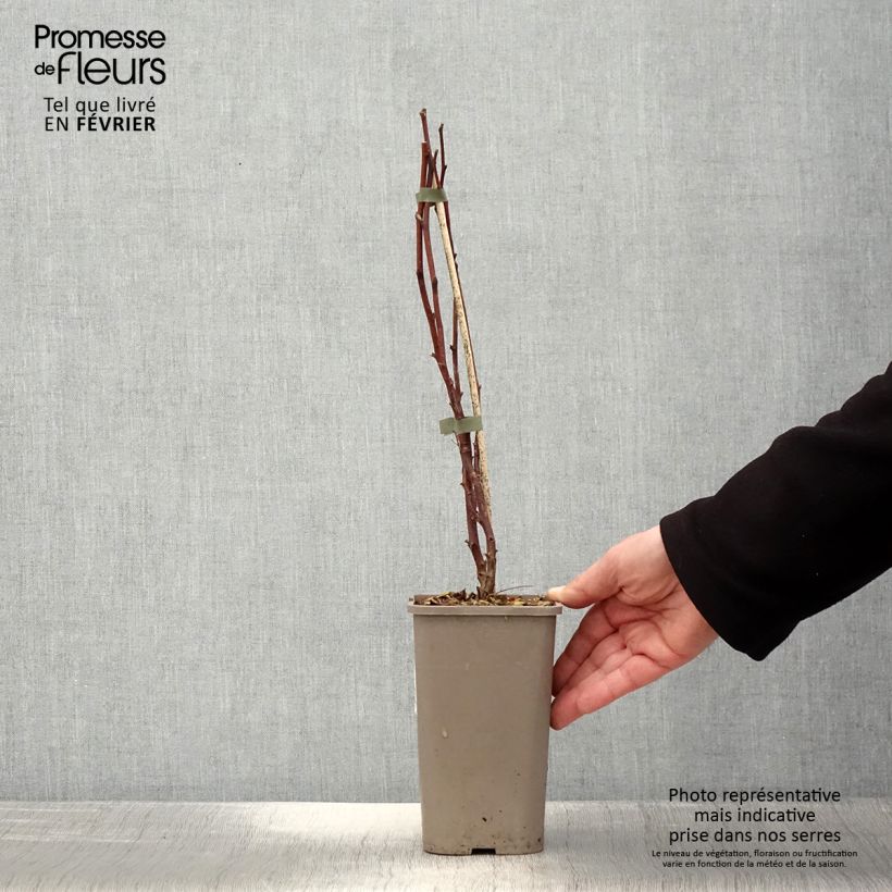 Exemplaar van Herfstframboos Primeberry Autumn Wildy Pot van 1,5 l/2 l zoals geleverd in de winter