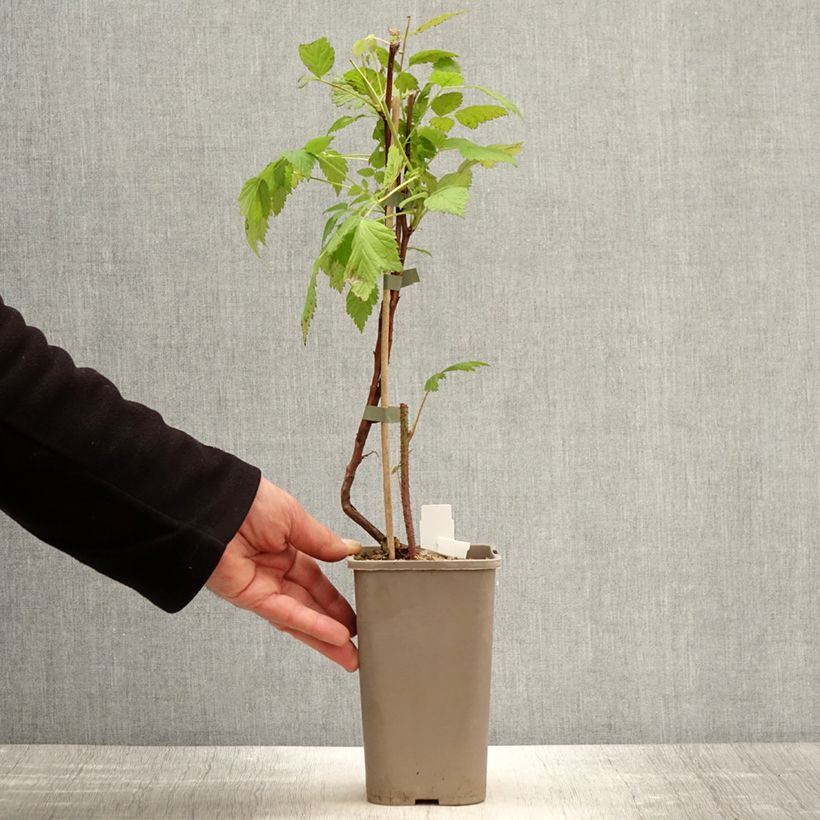 Exemplaar van Herfstframboos Primeberry Autumn Wildy Pot van 1,5 l/2 l zoals geleverd in de lente