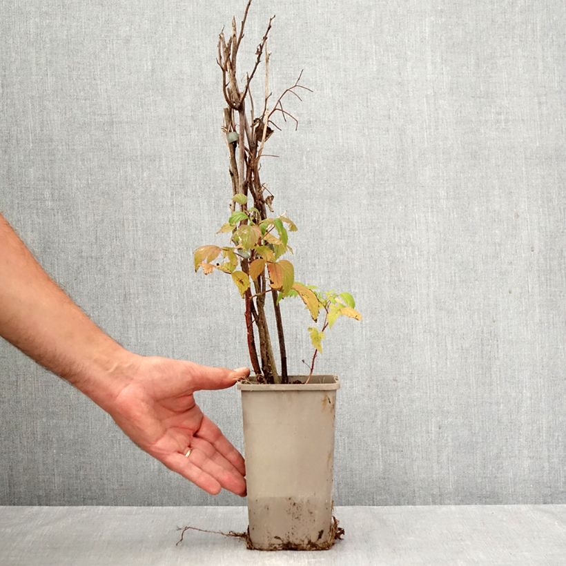 Exemplaar van Herfstframboos Primeberry Autumn Wildy Pot van 1,5 l/2 l zoals geleverd in de herfst