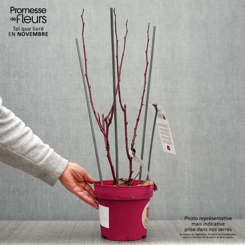 Exemplaar van Framboos Raspbeary (doordragend) Pot van 4 l/5 l, Pol zoals geleverd in de herfst