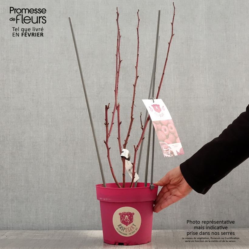 Exemplaar van Framboisier Raspbeary (remontant) - Rubus idaeus Pot van 4 l/5 l, Pol zoals geleverd in de winter