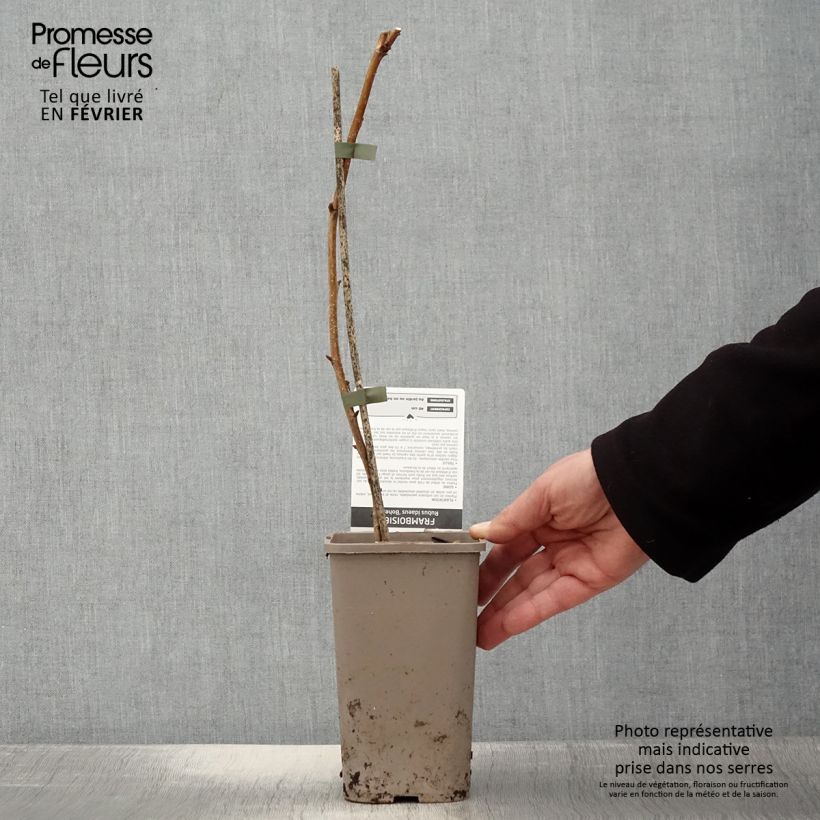 Exemplaar van Framboisier remontant Bohème Pot de 1,5L/2L, Touffe zoals geleverd in de winter