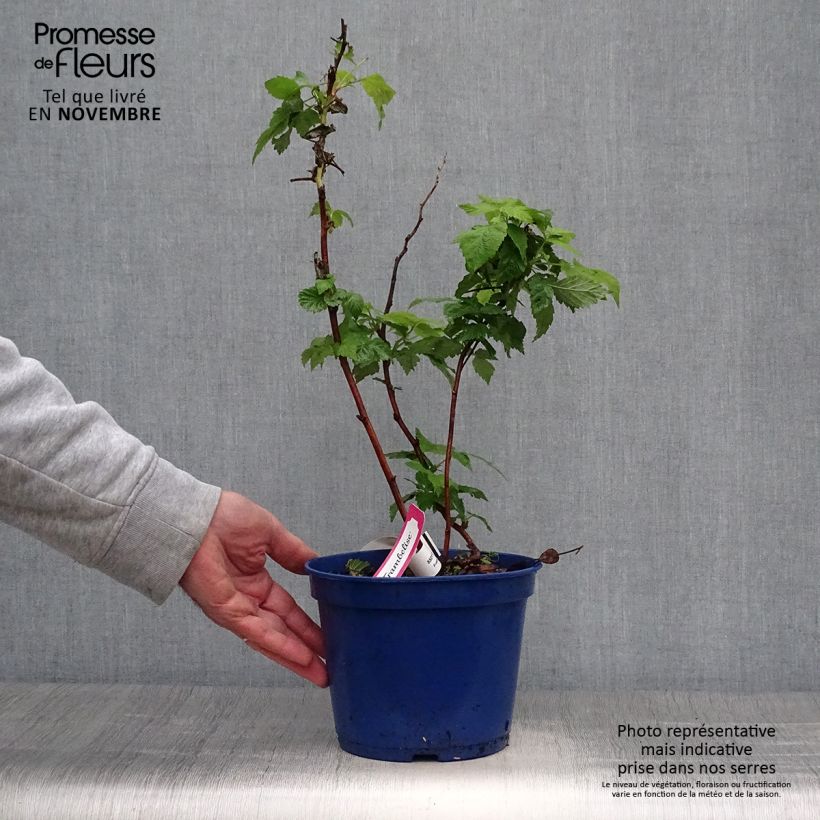 Exemplaar van Framboos Frambélise (doordragend) Pot van 2 l/3 l, Pol zoals geleverd in de herfst