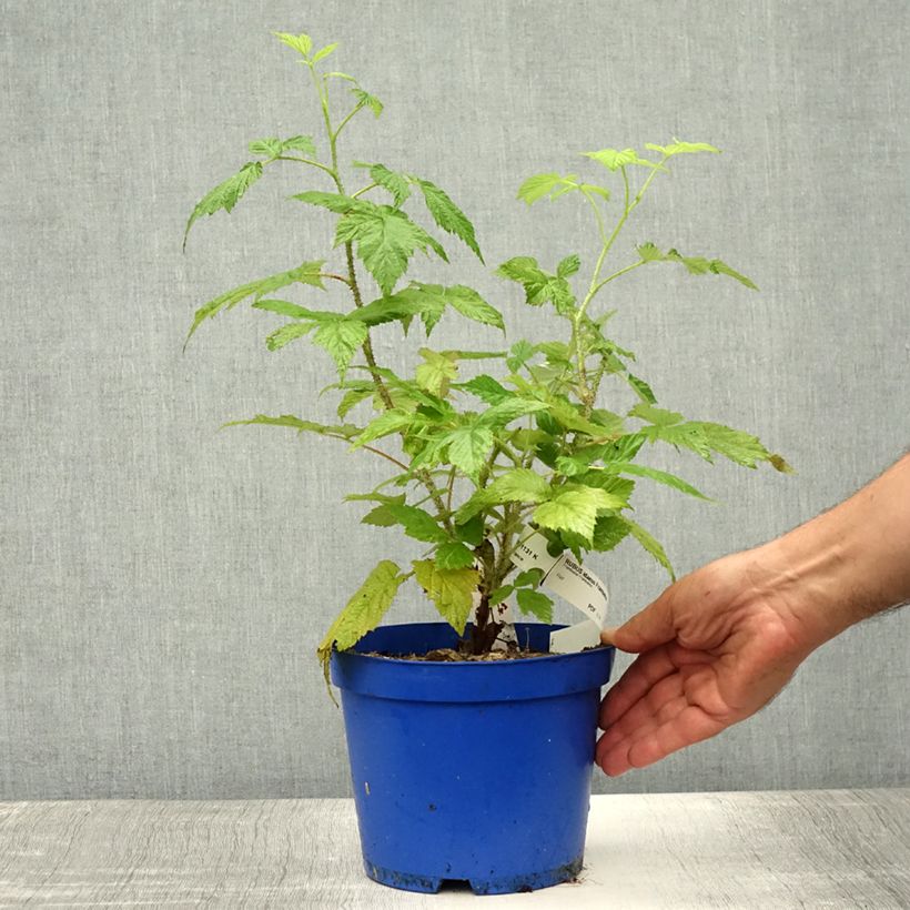 Exemplaar van Framboos Frambélise (doordragend) Pot van 2 l/3 l, Pol zoals geleverd in de zomer