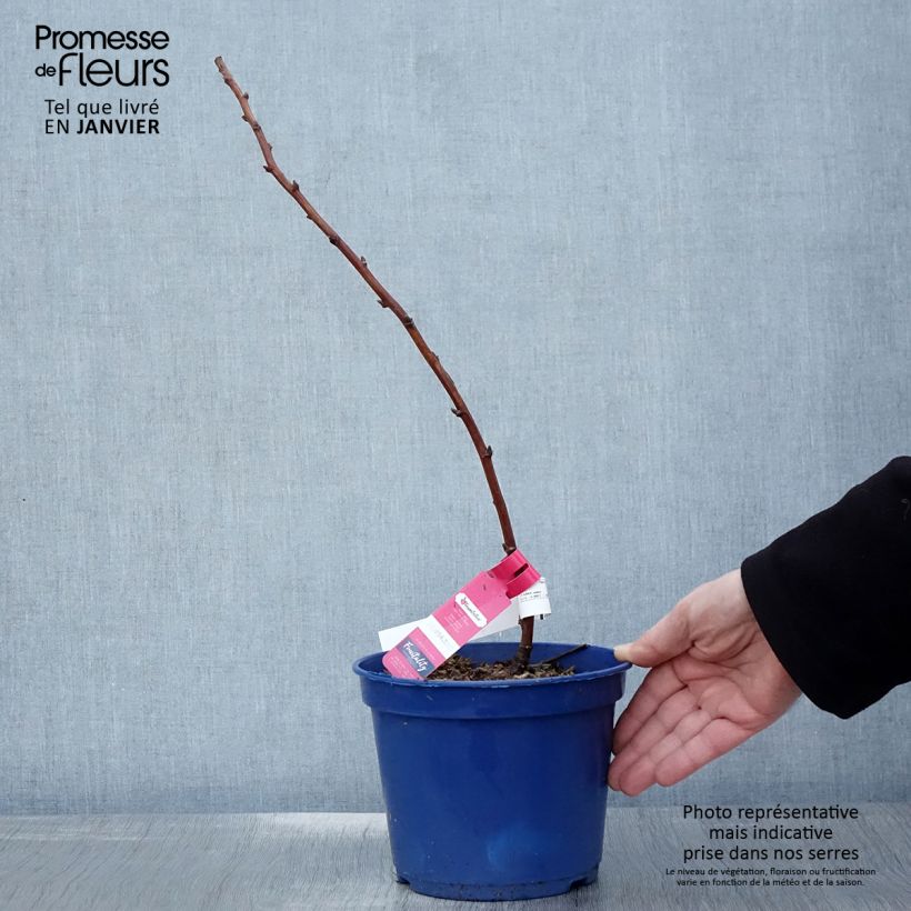 Exemplaar van Framboos Frambélise (doordragend) Pot van 2 l/3 l, Pol zoals geleverd in de winter