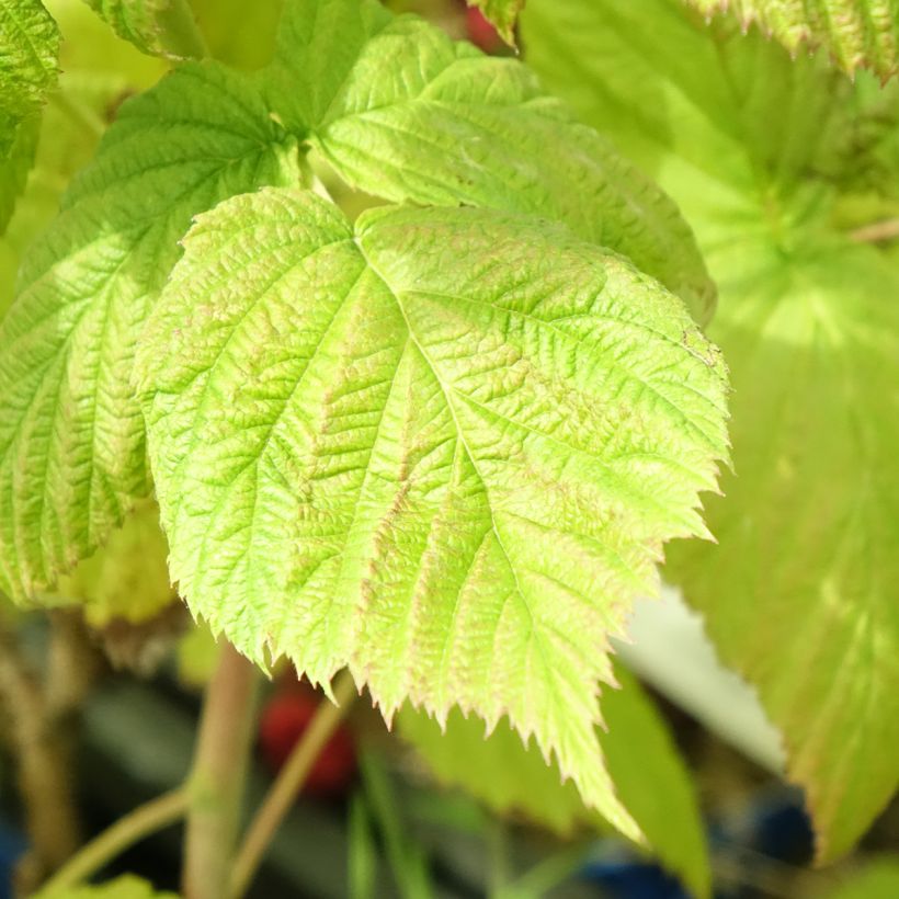 Framboos Frambélise (doordragend) (Blad)