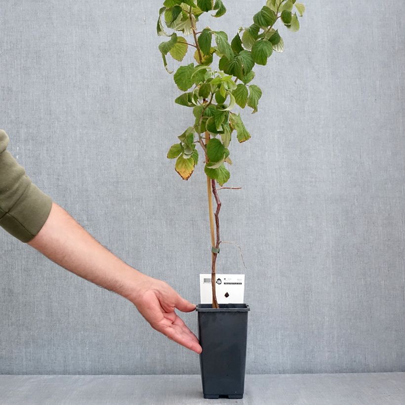 Exemplaar van Framboos Malling Passion (doordragend) Pot van 2 l/3 l zoals geleverd in de zomer