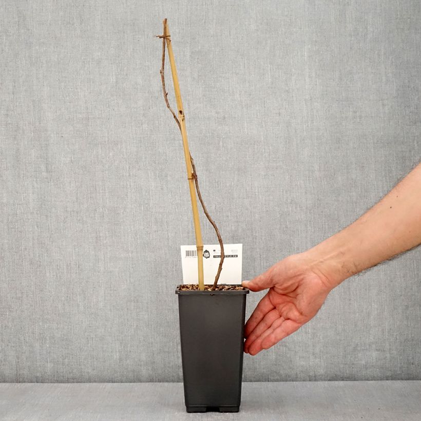 Exemplaar van Framboos Malling Passion (doordragend) Pot van 2 l/3 l zoals geleverd in de lente